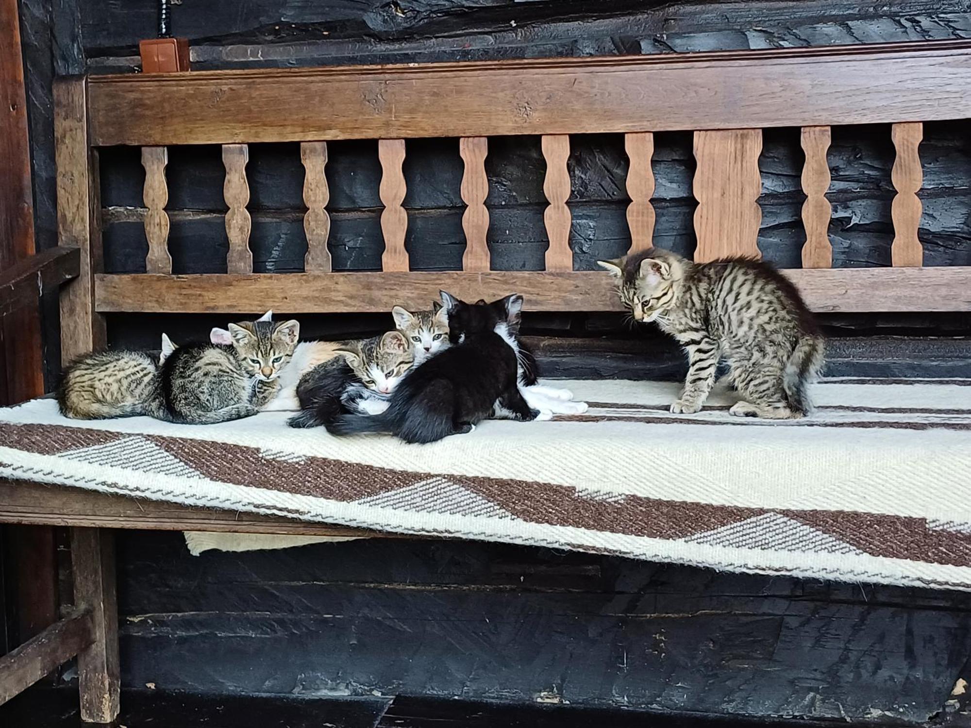 Casuta Din Valea Regilor Gradistea de Munte Exterior foto